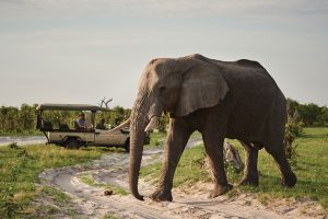 Botswana Safari - Discovering Africa