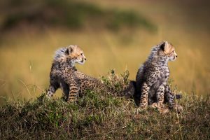 South Africa