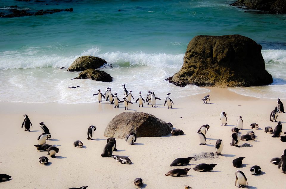 Penguins at Boulders Beach - Discovering Africa