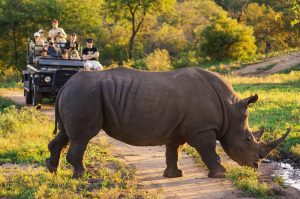game drive kruger safari