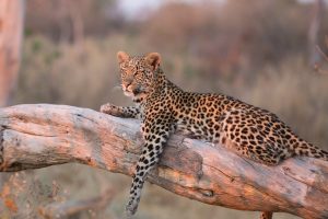 leopard