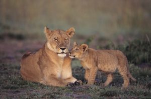 lioness
