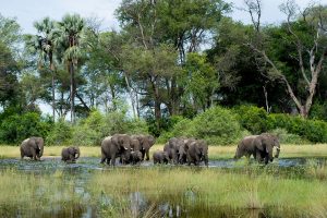 Cape, Kruger, Vic Falls, Okavango Delta