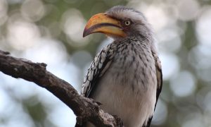 Yellow-billed hornbill