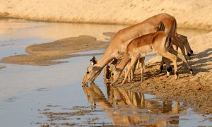 Kruger Safari - Impala