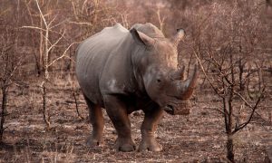 White Rhino - Kruger