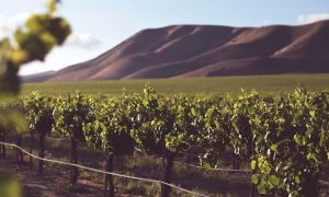 Cape Winelands