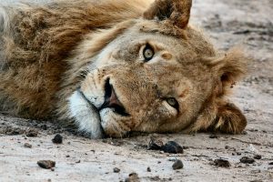 Kruger and the Kingdoms