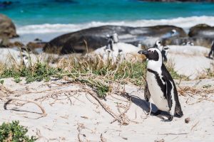 South Africa Surprise