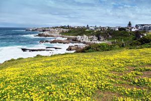 hermanus