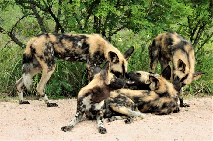 Full Day Open Vehicle Safari into Kruger