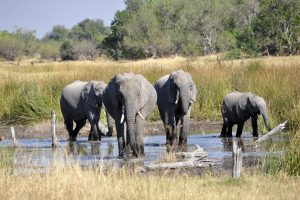 Full Day Chobe Tour