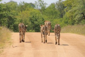 Open Vehicle Game Drive in Kruger