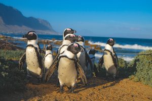 boulders beach