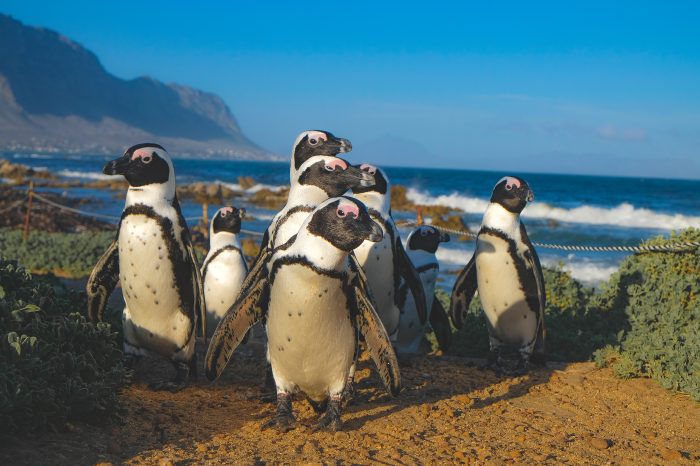 Full Day Peninsula Tour