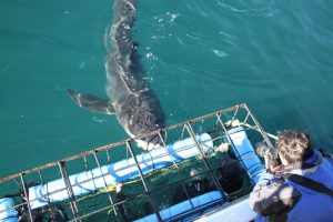 Shark Cage Diving