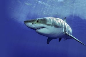 Shark Cage Diving