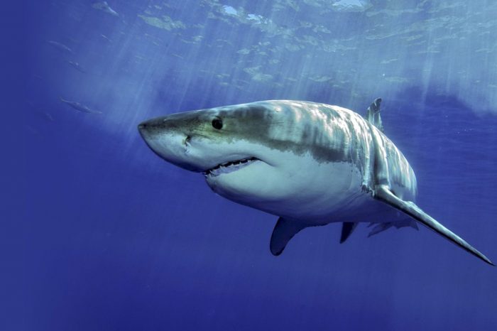 White Shark Encounter