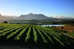 Cape Winelands