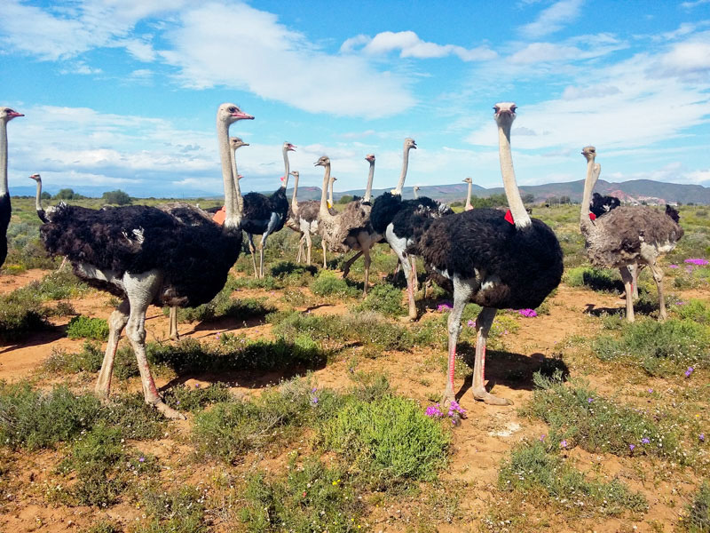 Garden Route - Ostriches - Discovering Africa
