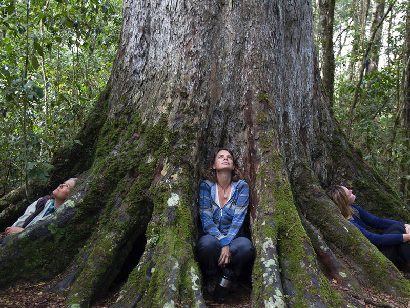 Garden Route - Tree - Discovering Africa