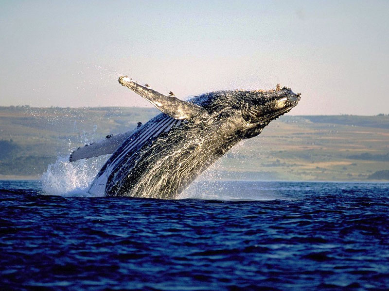 Garden Route - Whales - Discovering Africa
